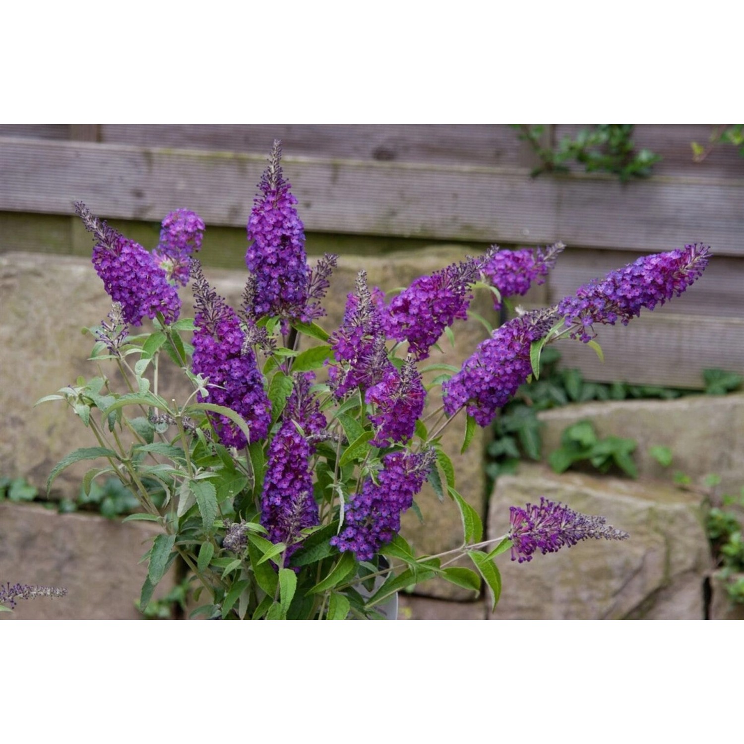 Buddleja Schmetterlingsstrauch Purple Chip S 30-40 cm günstig online kaufen