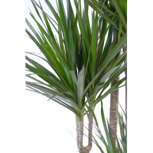 GROW by OBI Drachenbaum mit 3 Stämmen im Topf (Ø 24cm), Zimmerpflanze mit grünen Blättern.