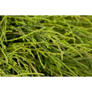 Detailaufnahme der goldgelben Nadeln einer Chamaecyparis Pisifera Sungold Scheinzypresse.