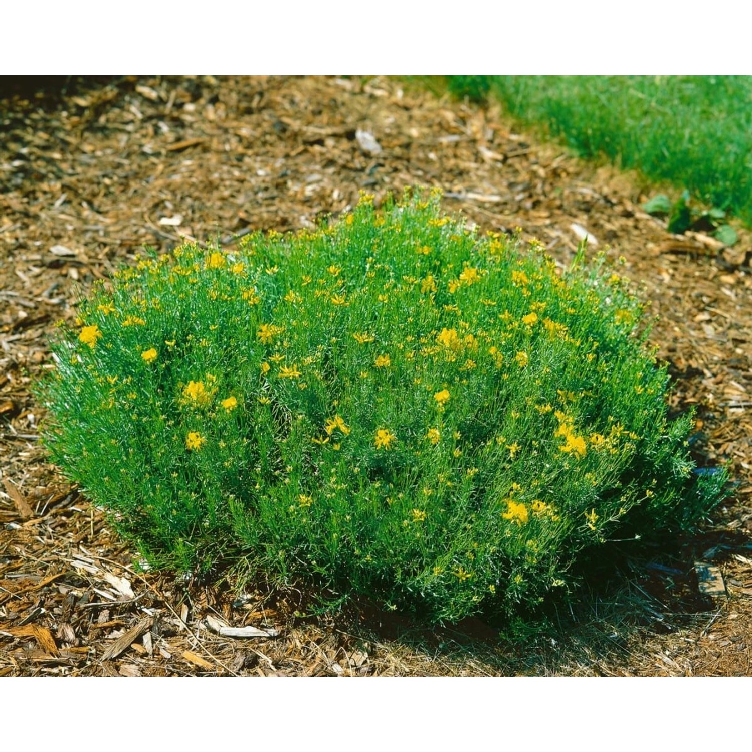 Genista Radiata Strauchginster 20-30 cm günstig online kaufen