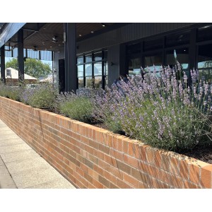 Bepflanztes Hochbeet mit WaterUps Bewässerungstank (160x80 cm) in Schwarz. Zubehör für Hochbeete.