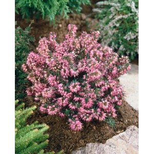 Buschige Schneeheide Erica Carnea 'Lohses Rubin' mit rubinroten Blüten im Garten.