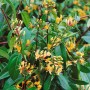 Immergrünes Geißblatt Lonicera Henryi 'Copper Beauty' mit gelb-orangen Blüten und grünen Blättern.