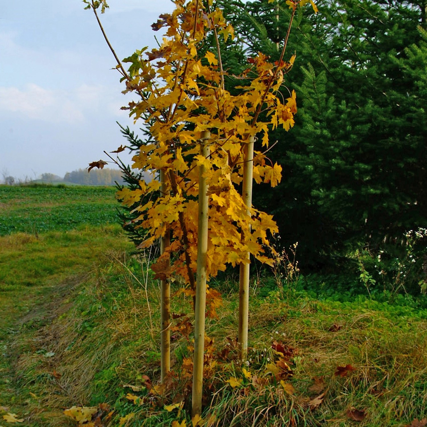 Baum mit gelben Blättern, gestützt durch druckimprägnierte Baumpfähle (Ø 6 cm x 150 cm).
