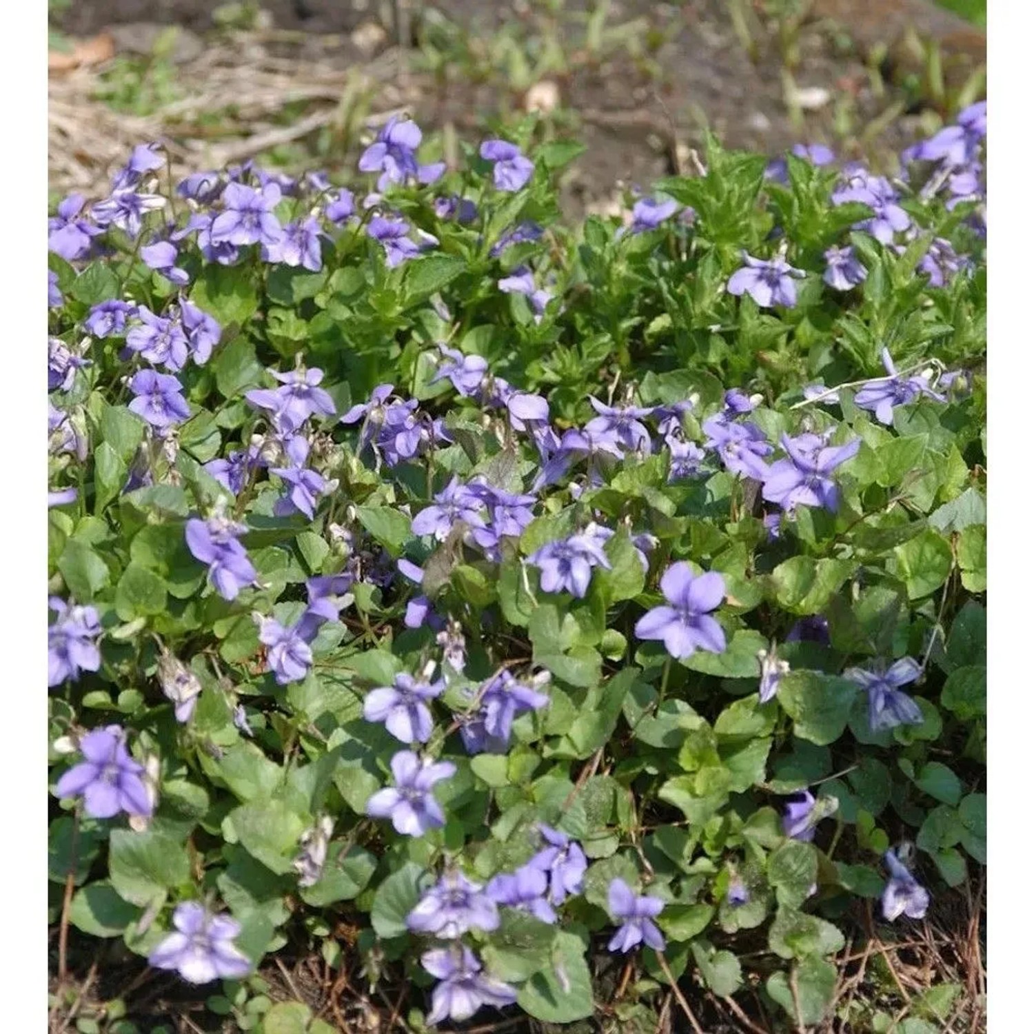 Wald Veilchen - Viola reichenbachiana