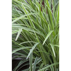 Immergrüne Japan-Segge 'Ice Dance' (Carex morrowii) im 9x9 cm Topf, dekoratives Ziergras.