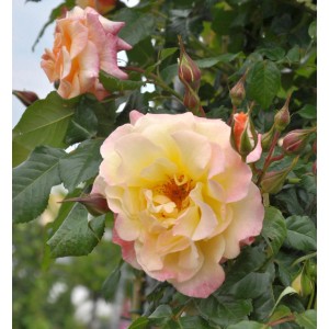 Nahaufnahme einer zartgelben Kletterrose 'Moonlight' mit rosa Akzenten und grünen Blättern.