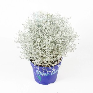 Silberkörbchen Silverland im Topf, eine dekorative Stehpflanze mit silbrigem Laub.