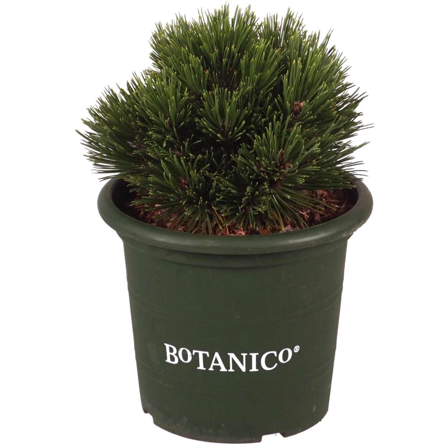 Schlangenhaut-Kiefer "Schmidtii" Höhe ca. 15 cm Topf ca. 4 l Pinus leucodermis