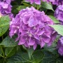 Nahaufnahme der violetten Bauernhortensie Hydrangea Hovaria 'Hobergine' mit grünen Blättern.