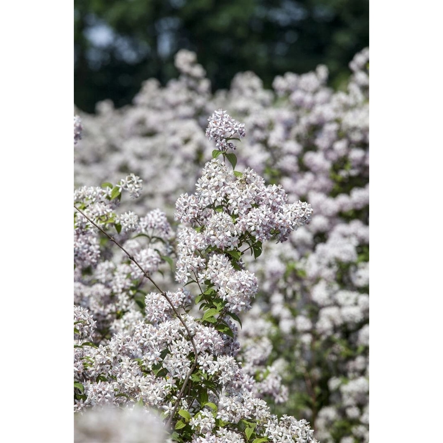 Deutzia 'Mont Rose' Deutzie 125-150 cm günstig online kaufen