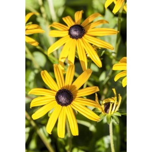 Sonnenhut 'Goldsturm' (Rudbeckia fulgida) im 2L Container mit goldgelben Blüten.