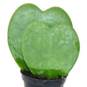 Hoya Kerii Herzblatt-Pflanze im Topf mit zwei herzförmigen Blättern.