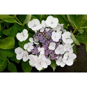 Nahaufnahme der weißen Bauernhortensie 'Teller White', eine blühende Zimmerpflanze mit grünen Blättern.