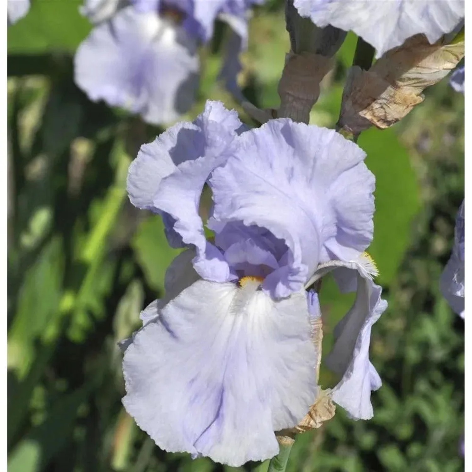 Nahaufnahme einer hellvioletten Schwertlilie South Pacific (Iris barbata) im Garten.