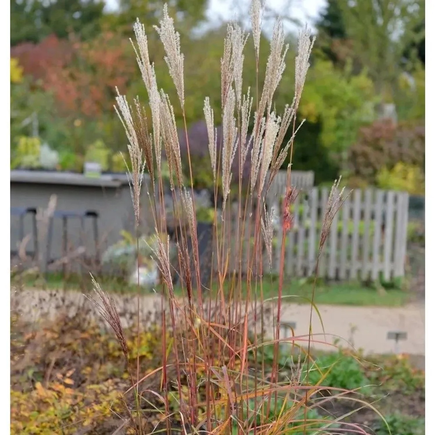 Chinaschilf Little Miss - XXXL Topf - Miscanthus sinensis