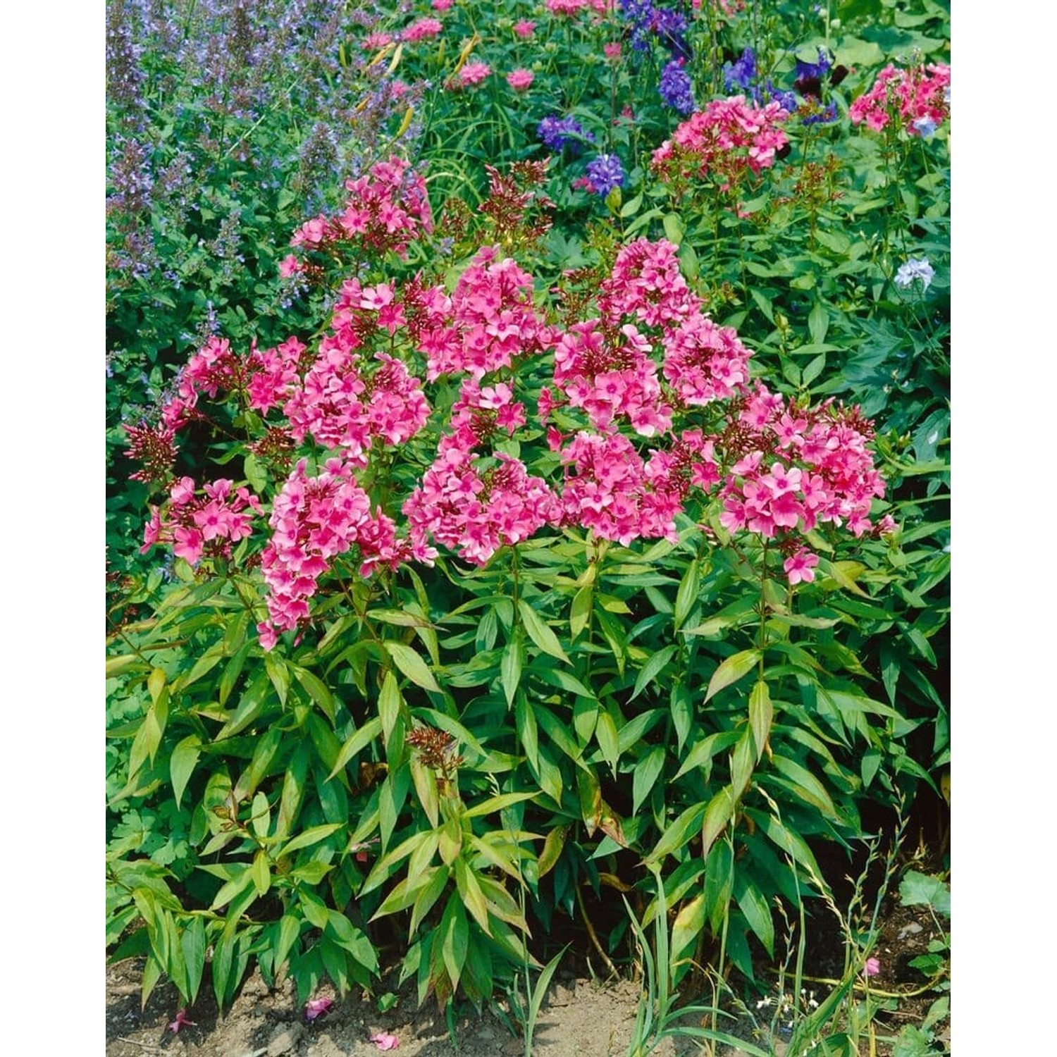 Phlox Paniculata Windsor Flammenblume Ca. 11x11 cm Topf günstig online kaufen