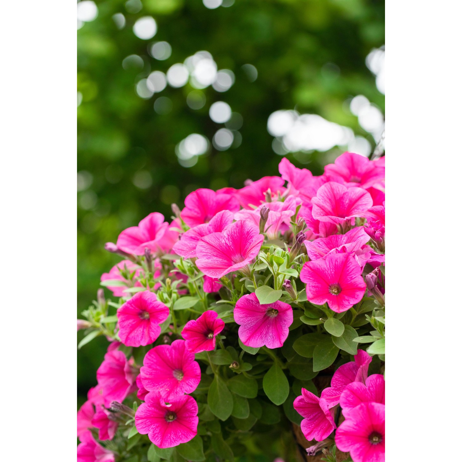 Buschige, pinke Petunien im Topf, üppige Blütenpracht für Balkon und Garten.