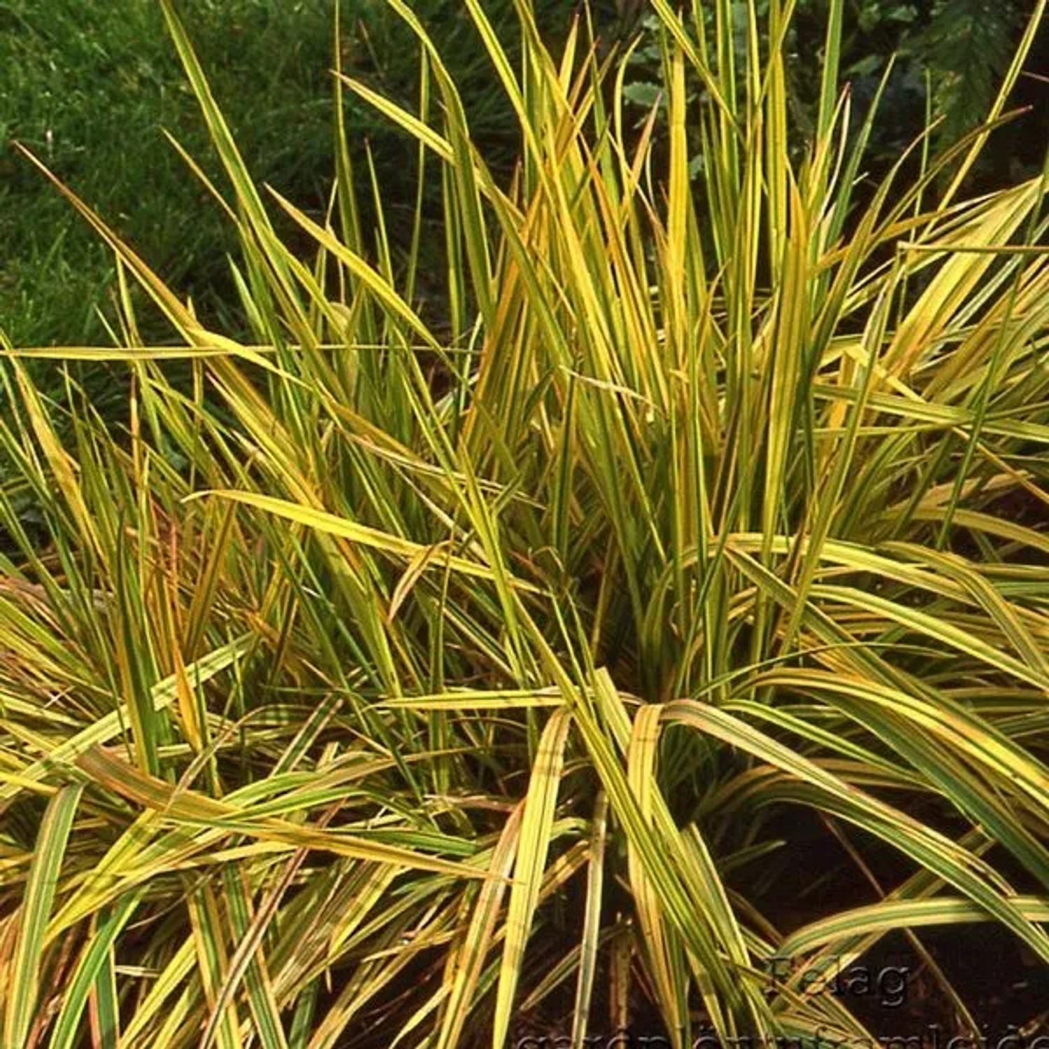 6 x Wiesen-Fuchsschwanz 'Aureovariegatus' Alopecurus pratensis Topf 9cm Grün-gelbes Blatt