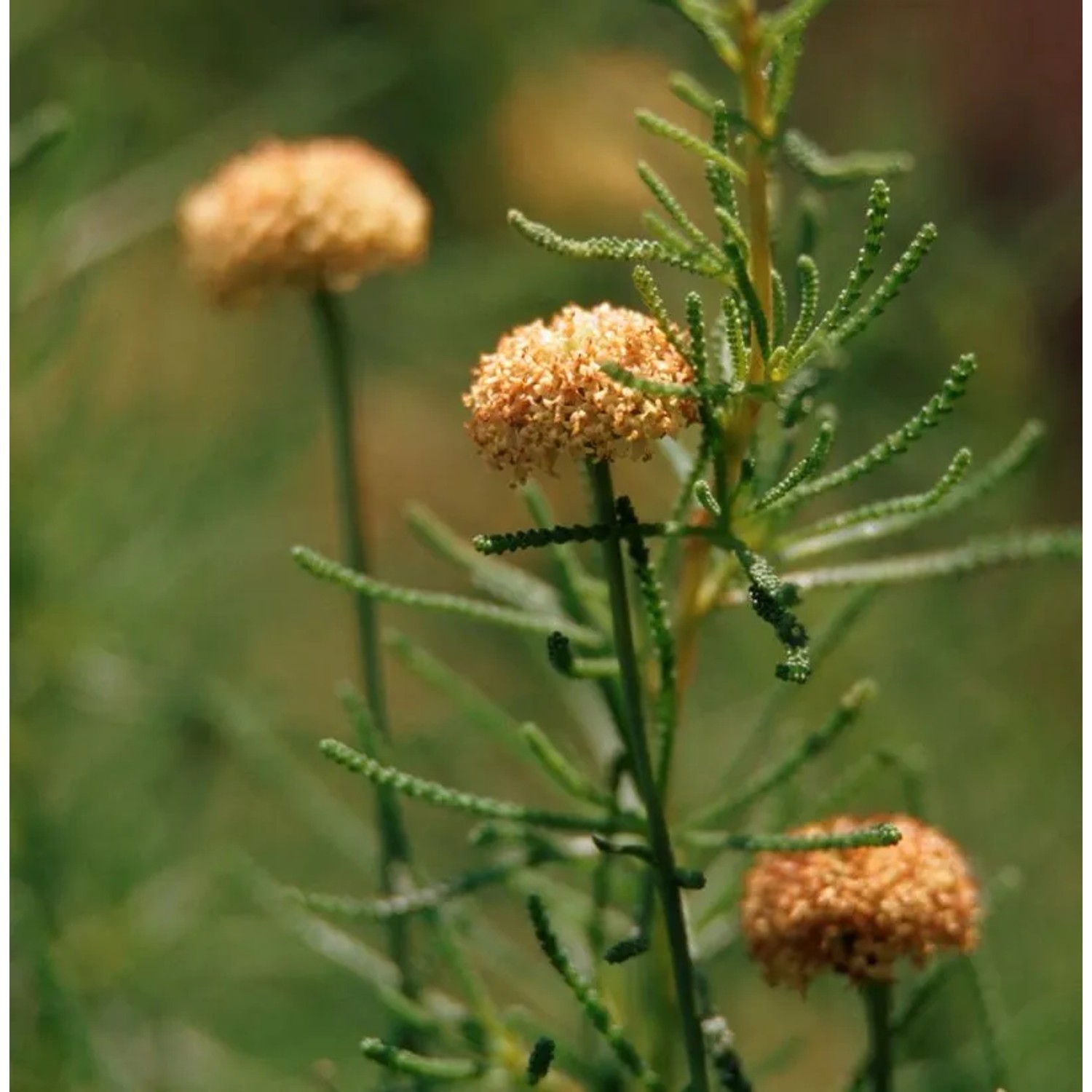 Gefiedertes Heiligenkraut - Santolina pinnata