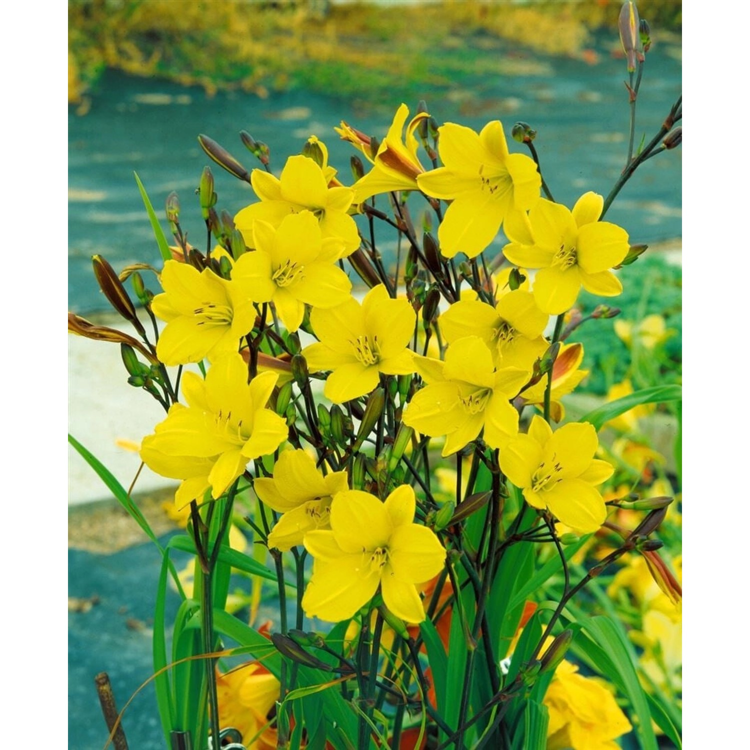 Hemerocallis X Cult. Corky Taglilie Ca. 11x11 cm Topf günstig online kaufen