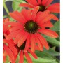 Nahaufnahme des Sonnenhuts 'Julia' (Echinacea purpurea) mit roten Blütenblättern und dunklem Blütenkopf.