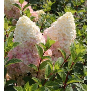 Rispenhortensie 'Silver Dollar' mit weißen und rosa Blüten im Garten.