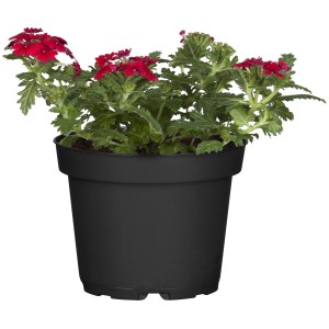 Verbene (Verbena hybride) im Topf, rote Blüten, ca. 12 cm Topf-Ø. Stehpflanze für Balkon und Garten.