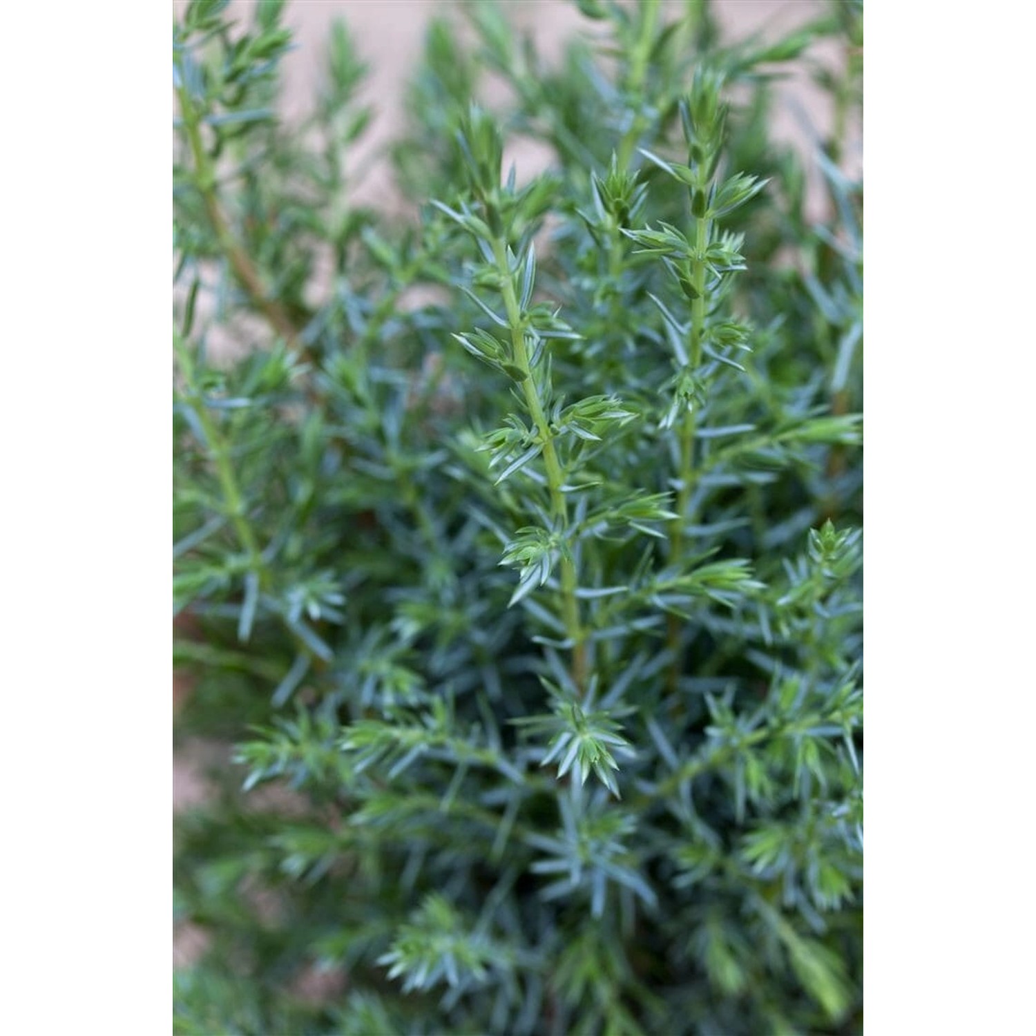 Juniperus Communis Sentinel Wacholder 40–60 cm günstig online kaufen