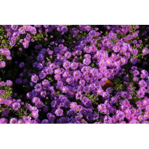 Violette Aster Dumosus Kassel (Kissenaster) im 9x9 cm Topf, blühende Staude.
