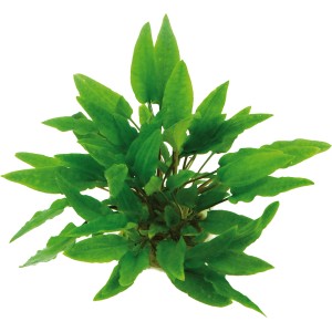 Dennerle Aquariumpflanze Cryptocoryne wendtii grün, Top-Ansicht der Wasserpflanze mit vielen Blättern.