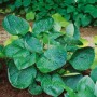 Hosta Tokudama Abiqua im Topf, grüne Blätter mit markanter Struktur. Schattenstaude für Beet und Kübel.
