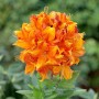 Leuchtend orange-gelber Rhododendron Goldflamme, ca. 30-40 cm hoch.