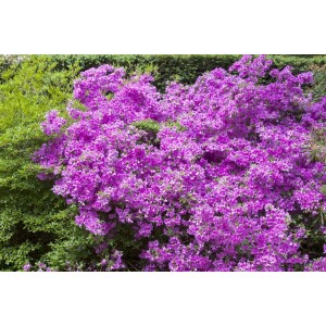 Üppig blühende, purpurfarbene Rhododendron Obtusum 'Purpurtraum' Azalee im Garten.
