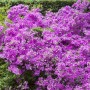 Üppig blühende, purpurfarbene Rhododendron Obtusum 'Purpurtraum' Azalee im Garten.