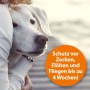 Hund wird umarmt, Hinweis auf Zecken-, Flöhe- und Fliegenschutz bis zu 4 Wochen.