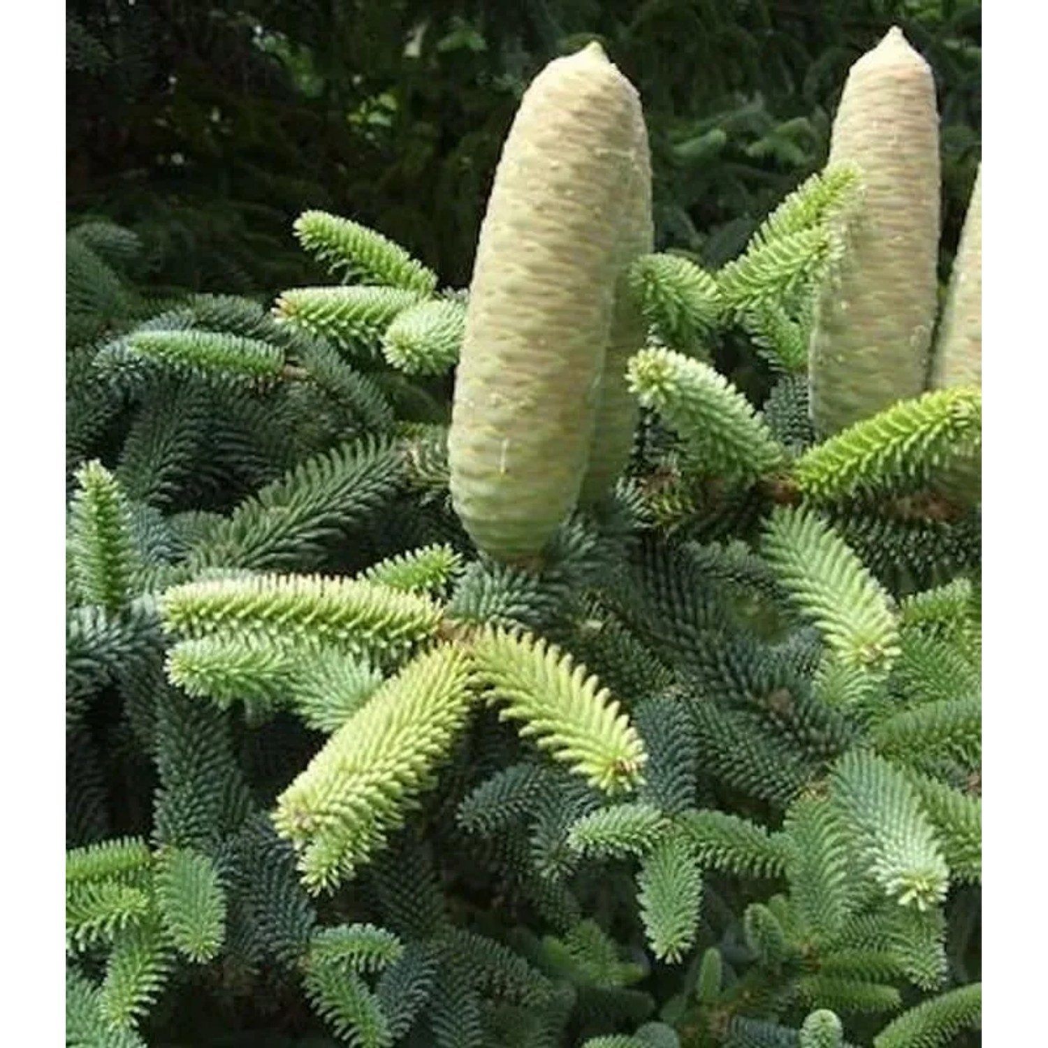 Blaugrüne spanische Tanne 60-70cm - Abies pinsapo