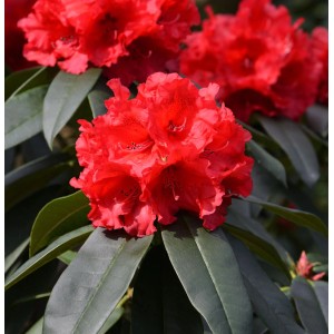 Rhododendron Hybride kaufen bei OBI