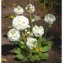 Kugelprimel Alba: winterharte Staude mit weißen, kugeligen Blütenständen im Frühjahr.