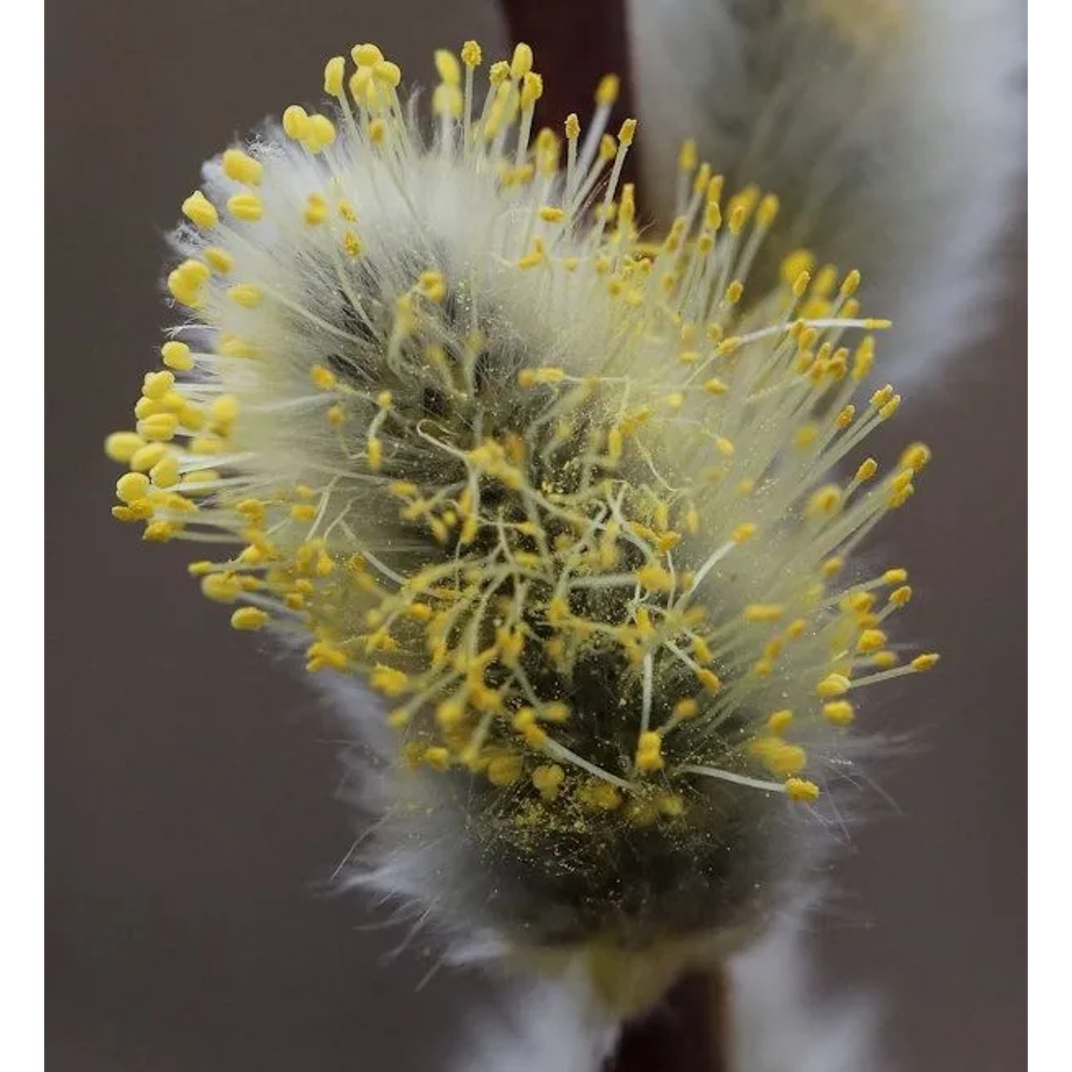 Hängeweide Nico 40-50cm - Salix caprea