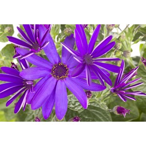 Greiskraut 'Senetti Deep Blue' im Topf, leuchtend blaue Blüten der Frühjahrsbepflanzung.