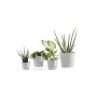 Ecopots Amsterdam Mini Pflanztöpfe, 4 Stück, weißgrau, verschiedene Pflanzen.