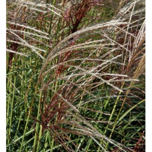 Detailaufnahme von Chinaschilf 'Herbstfeuer' mit rötlichen Blütenständen und grünen Halmen.