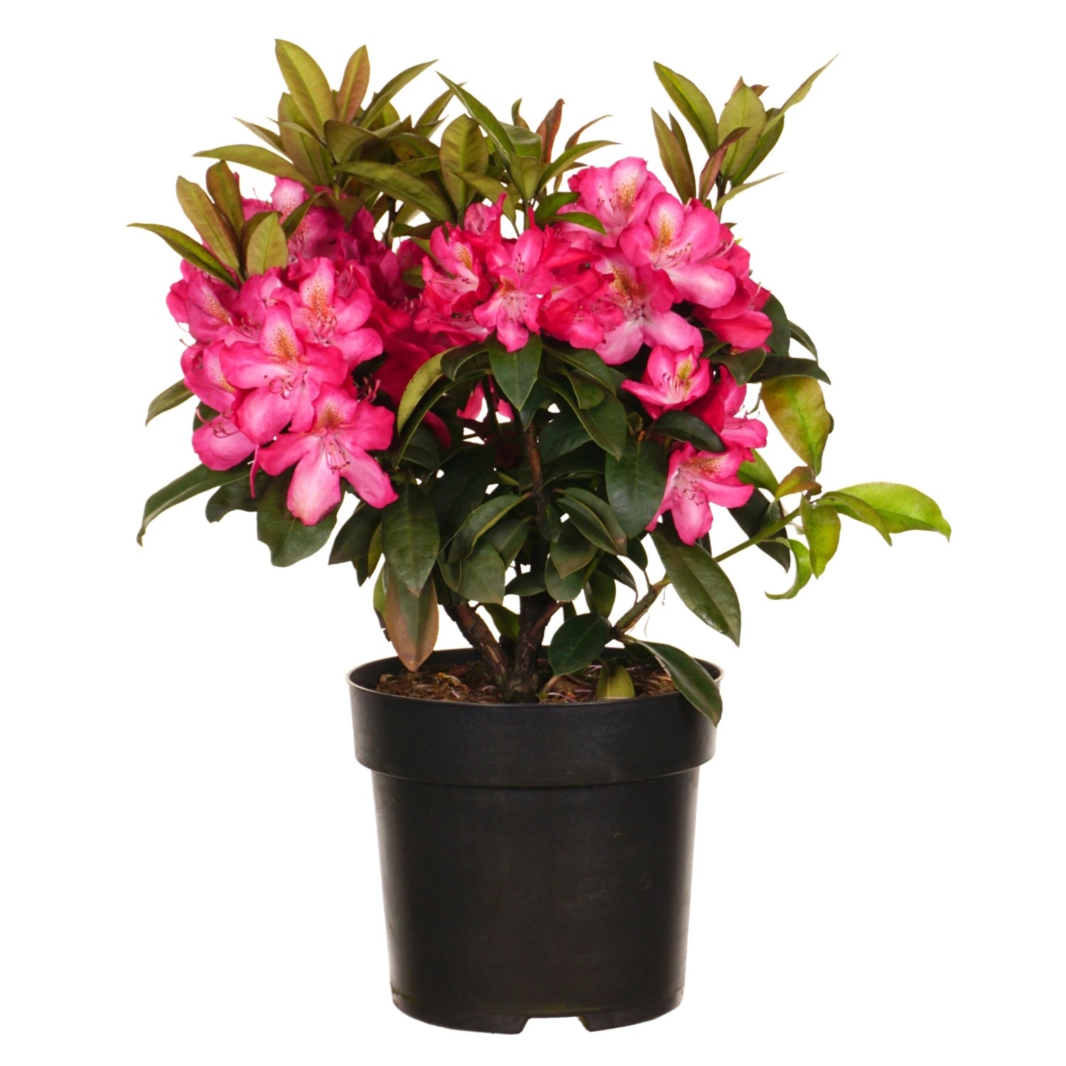 Alpenrose Junifeuer Höhe ca. 30-40 cm Topf ca. 6 l Rhododendron günstig online kaufen