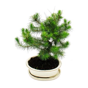 Exotenherz Bonsai: 9 Jahre alte Aleppo-Kiefer (Pinus Halepensis) im Topf.