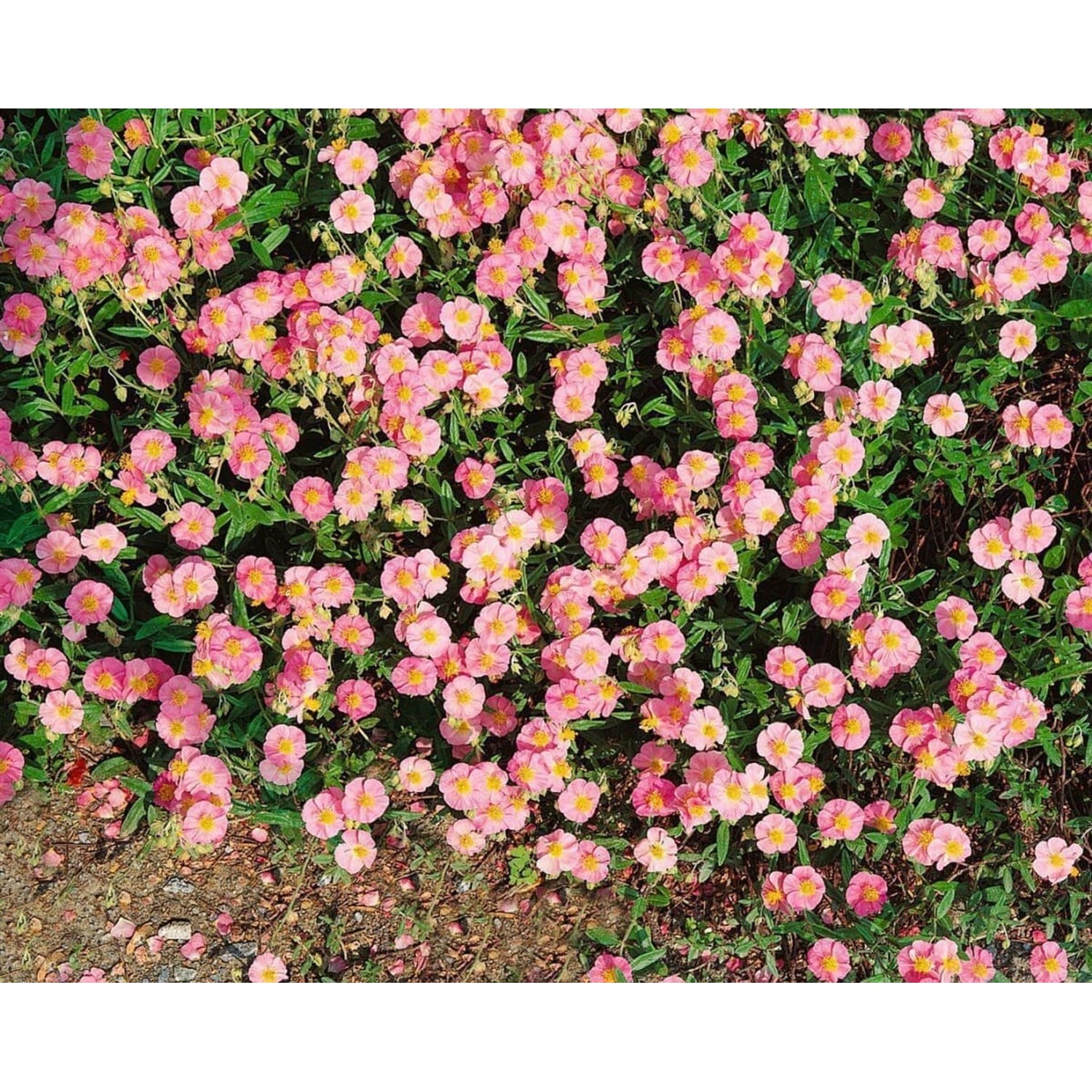 Helianthemum X Cult. Lawrensons Pink Sonnenröschen Ca. 9x9 cm Topf günstig online kaufen