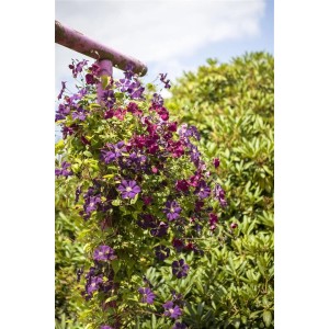 Blühende Clematis Viticella Rubra (Italienische Waldrebe) mit roten und violetten Blüten an Rankhilfe.