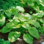 Nahaufnahme der grünen, buschigen Funkie 'Honeybells' im Beet. Duftende Staude für halbschattige Standorte.