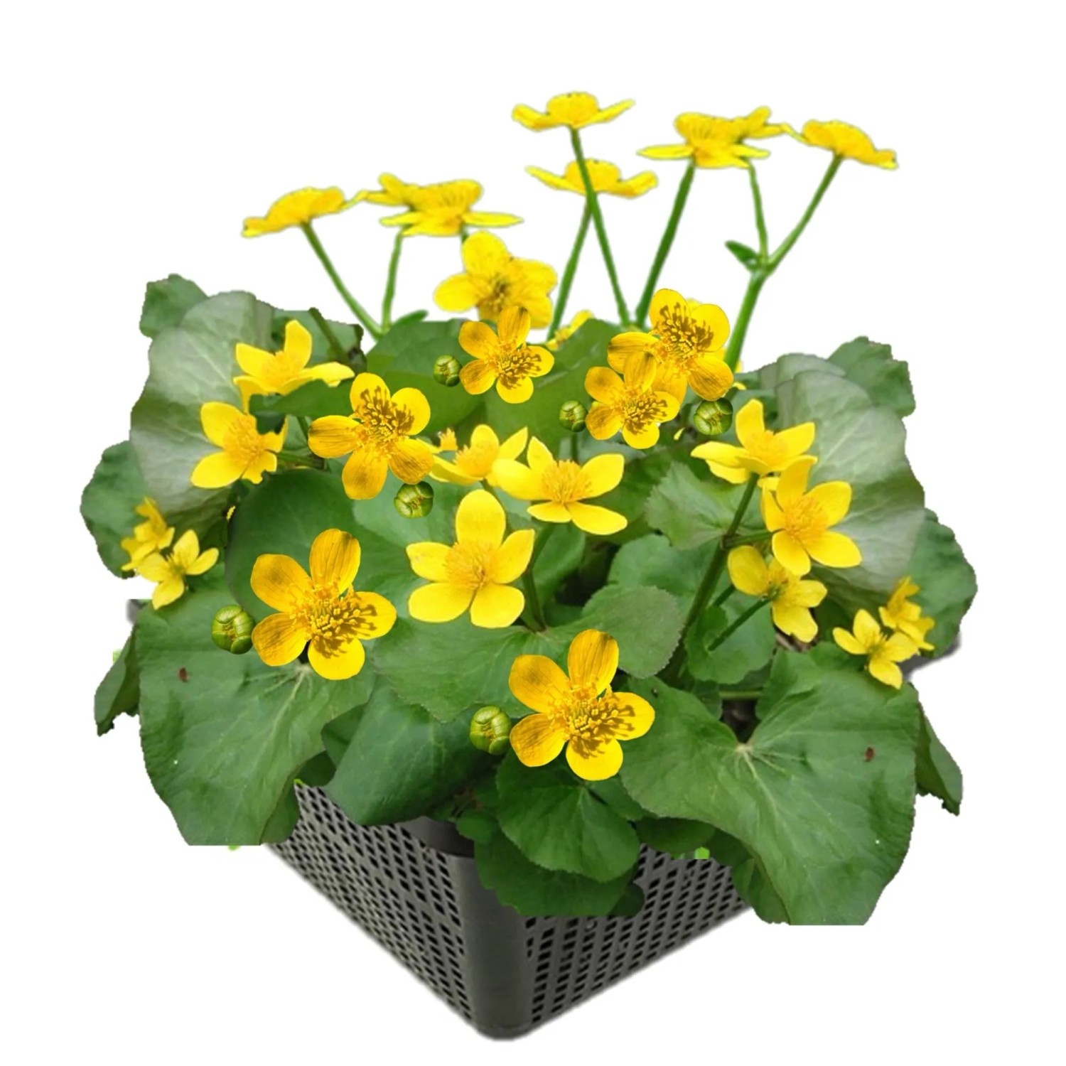 Vdvelde Sumpfdotterblume Teich   Gelb Blühend   Frühjahr   Heimisch   8 Stück