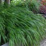 Japanisches Waldgras 'Albostriata' im Garten: Grün-weiß gestreifte Blätter, elegante Optik. Gräser für Beet und Kübel.